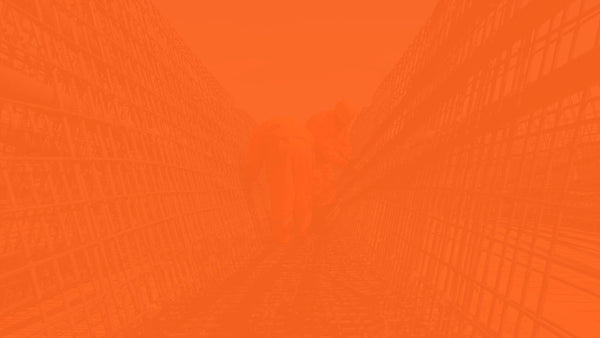 FIDIC Yellow Book Fundamentals Trial